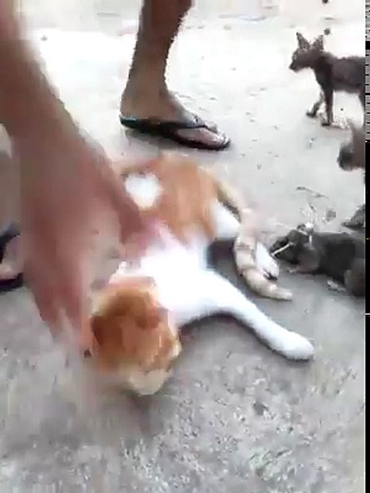 cat and rate fight