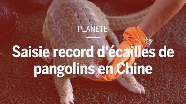 Saisie record d’écailles de pangolins, l’animal le plus braconné au monde