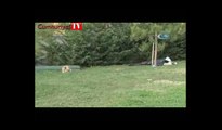 Vefalı köpek, parkta ölen sahibinin başından ayrılmadı