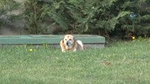 Vefalı Köpek, Parkta Ölen Sahibinin Başından Ayrılmadı