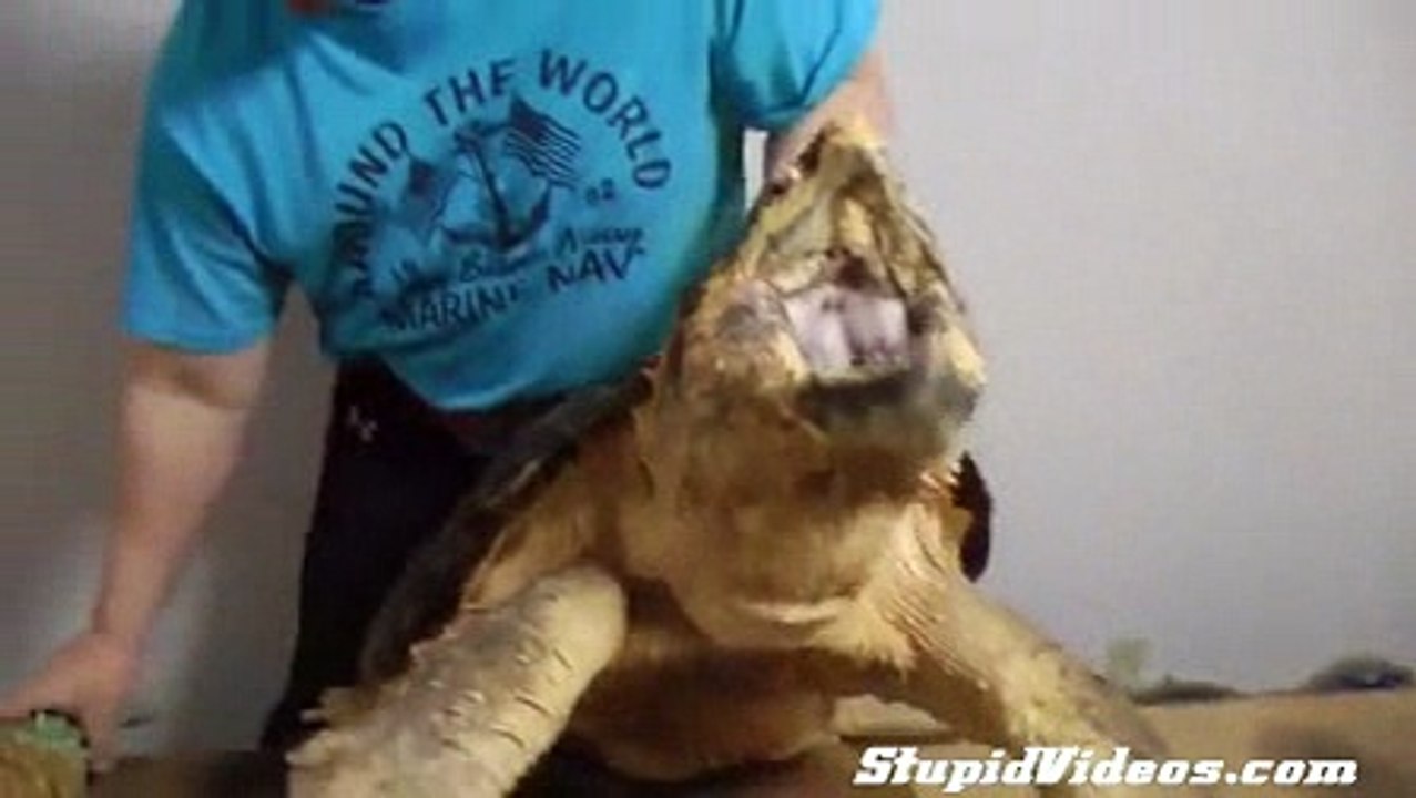 Alligator Snapping Turtle vs. Pineapple - Dailymotion Video