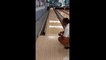 Quand un père et son fils dérapent sur une piste de bowling ! (vidéo)