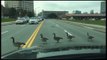 Flock of Geese Disrupt Traffic in Canada