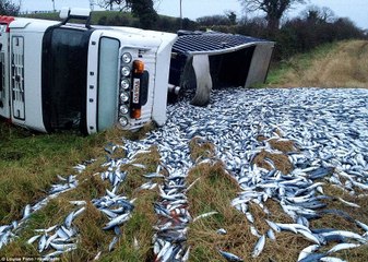 Du poisson vrai recouvre entièrement une autoroute... Glissant!
