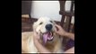 Golden Retriever Shows Off Big Smile With Owner's Help