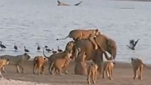 Elefante Adolescente Põe Leões Em Sentido