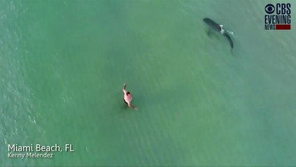 Un homme se baigne sans se rendre compte qu’un requin-tigre rode à quelques mètres de lui