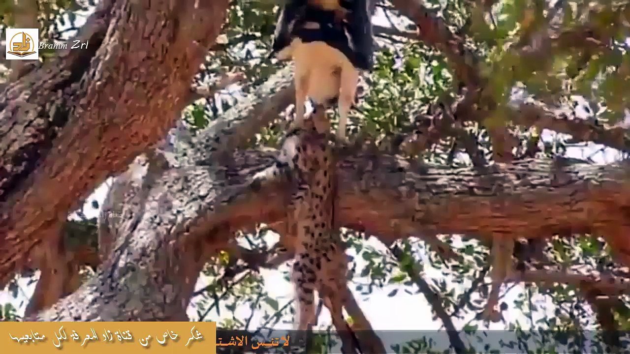 فهد يتأخر في انقــاذ صغيره من النسر! لكنه ينتقــم من النسر شر أنتقـــام II روائع انقضاض الفهد