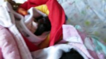 Sanctuary Keeps Rescued Baby Bats Cuddled Up in One Big Blanket