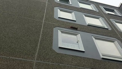 Cet écureuil grimpe la paroi d'un immeuble en mode parkour !