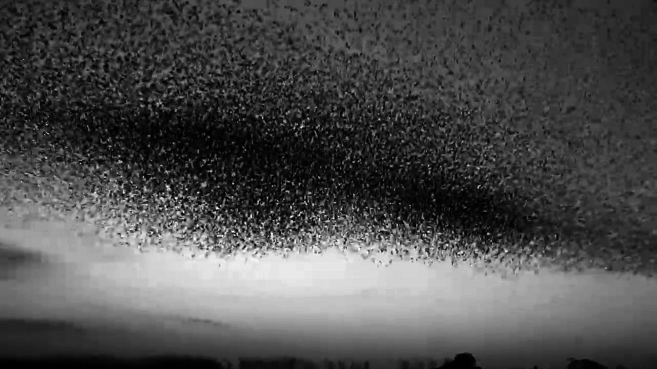 Art in motion  ||  The moving art  || The flying Art