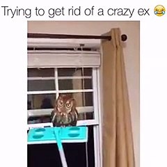 AMAZING VIDEO The funniest and most hilarious ANIMAL videos - Funny animal compilation Whatsapp video