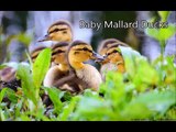 Best Cute Baby Animal Videos, Super Funny Animals, Cutest Pets, Lovely Animals, - YouTube