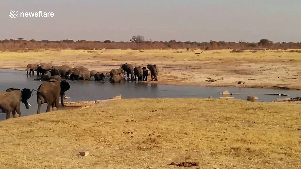 Baby elephant charges crocodiles in Zimbabwe national park