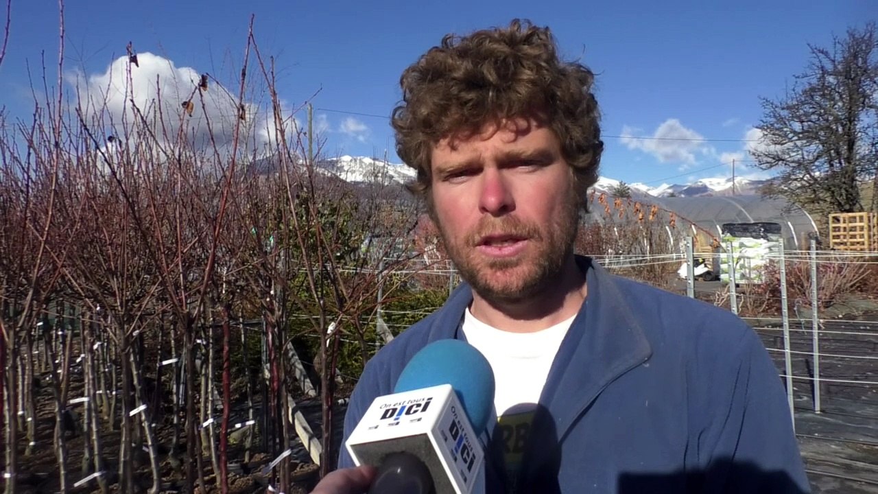 Hautes-Alpes: A la sainte Catherine tout bois prend-il racine ?