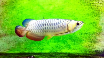 Beautiful Asian Arowana Compilation