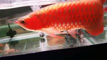 Super Red Arowana Collection