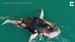 Incredible rare shark and crocodile feeding frenzy over dead whale carcass caught on camera 