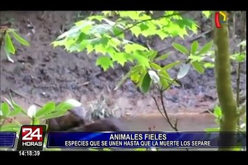 Conozca a los animales más fieles a sus parejas