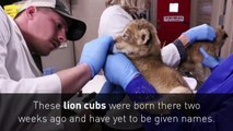 Roar footage: Zoo shows off adorable lion cubs