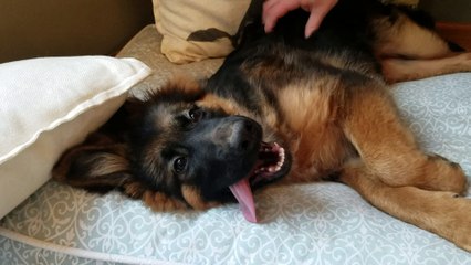 Cute German Shepherd Puppy