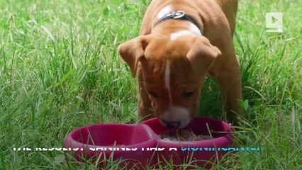 Who’s smarter, dogs or cats?  Science has spoken