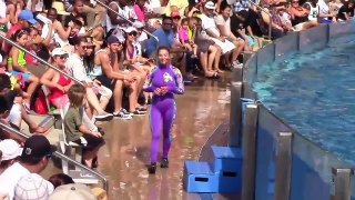 Amazing! The intelligence and ingenuity of Dolphins Dolphins Show