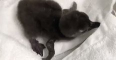 Endangered African Penguin Hatches at Minnesota Zoo