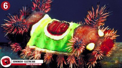 Les 11 insectes les plus terrifiants de la planète