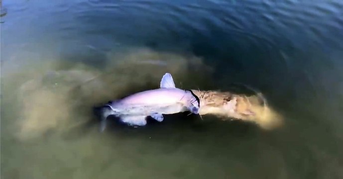 Un poisson chat trop gourmand essaie d'en avaler un autre aussi gros que lui