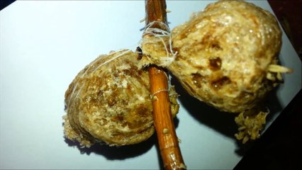 Avez-vous dejà vu un nid de mantes religieuses... Flippant non??