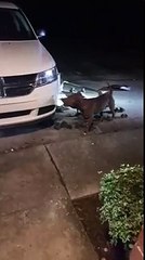 Pit Bull Attacks Car