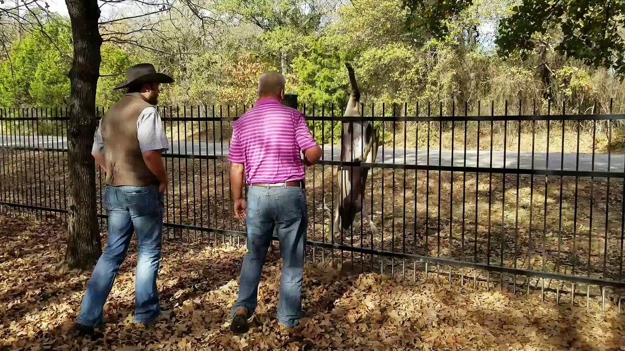 Rescuing Buck Caught on Fence