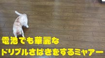 電池でも華麗なドリブルさばきをするミャアー　Cats playing with batteries