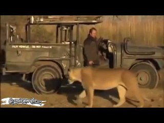 Aslanın Çok Yakınlaştığını Geç Fark Eden Adamın Dramı