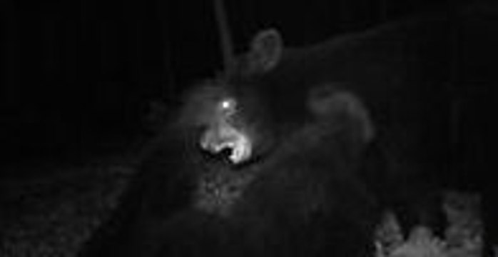 Bears Wrestle, Bucks Spar and Raccoons Forage in Maryland Park