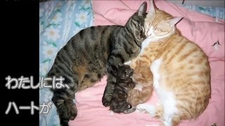 とにかく可愛い！ひたすら可愛い！！そんな猫ちゃんの親子写真に、思わず笑顔が溢れる。【癒される話】