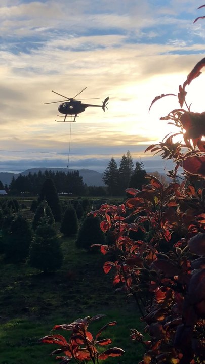 Christmas Tree Helicopter Harvest