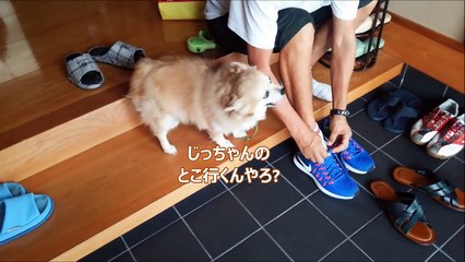 すぐキレるポメラニアン37　ICOCAを忘れたお父さんにキレる!-p0Oy6Fo0wYs