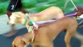 funny dogs cart ridding