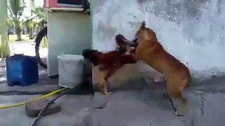 battle between dog and cock