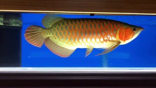 CHRISMAS ASIAN AROWANA ON SALE NOW IN USA & CANADA