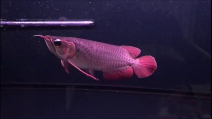 Crossback Golden & Red Arowana 过背金龙与红龙鱼