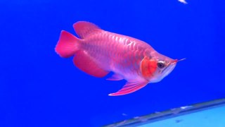 Quality Asian Arowana Fishes Now Available In USA and Canada-$150 Each
