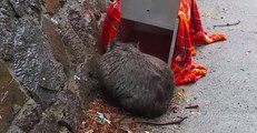 Wet Wombat Rescued From Canberra Storm Drain