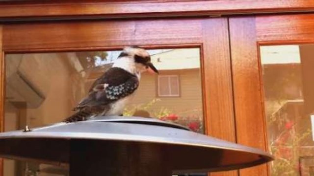 Some Birds Are More Dramatic And Noisy Than Others