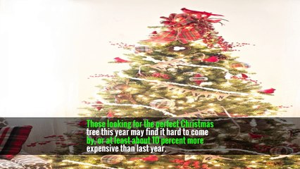 Why You’ll Probably Pay More for Your Christmas Tree This Year