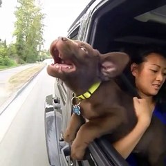 Phong kham da khoa Dai Dong - cute dogs