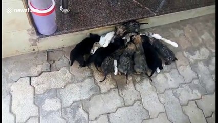 Generous cat gives milk to arch rival dog's pups