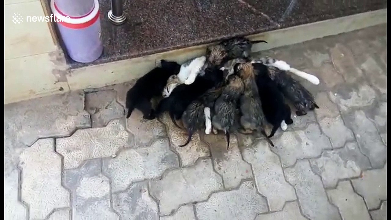 Generous cat gives milk to arch rival dog's pups